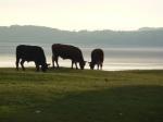 Three cows eating grass, feeling calm, just relaxing